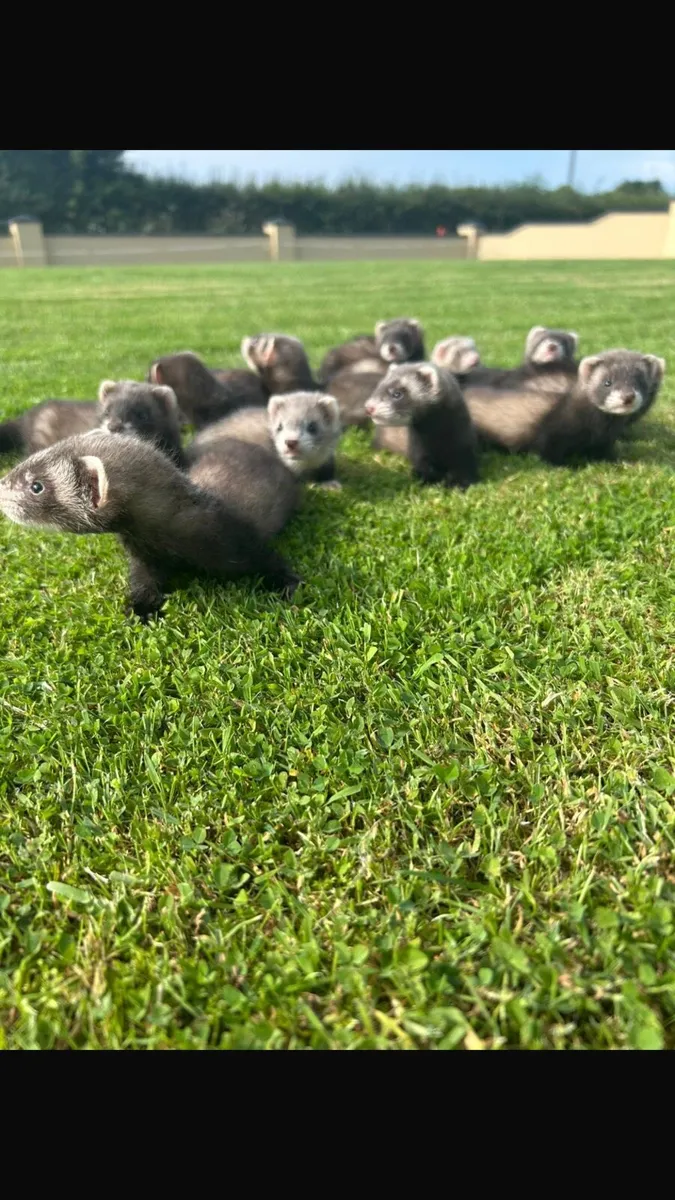 Ferrets kits - Image 1