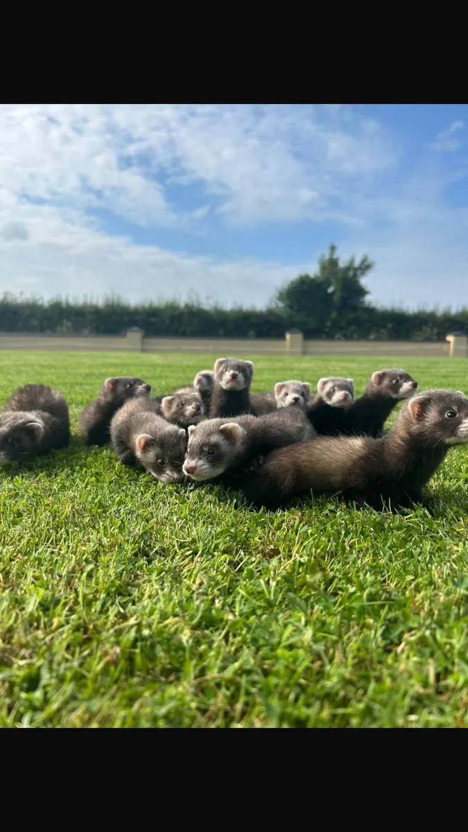 Ferrets kits - Image 1