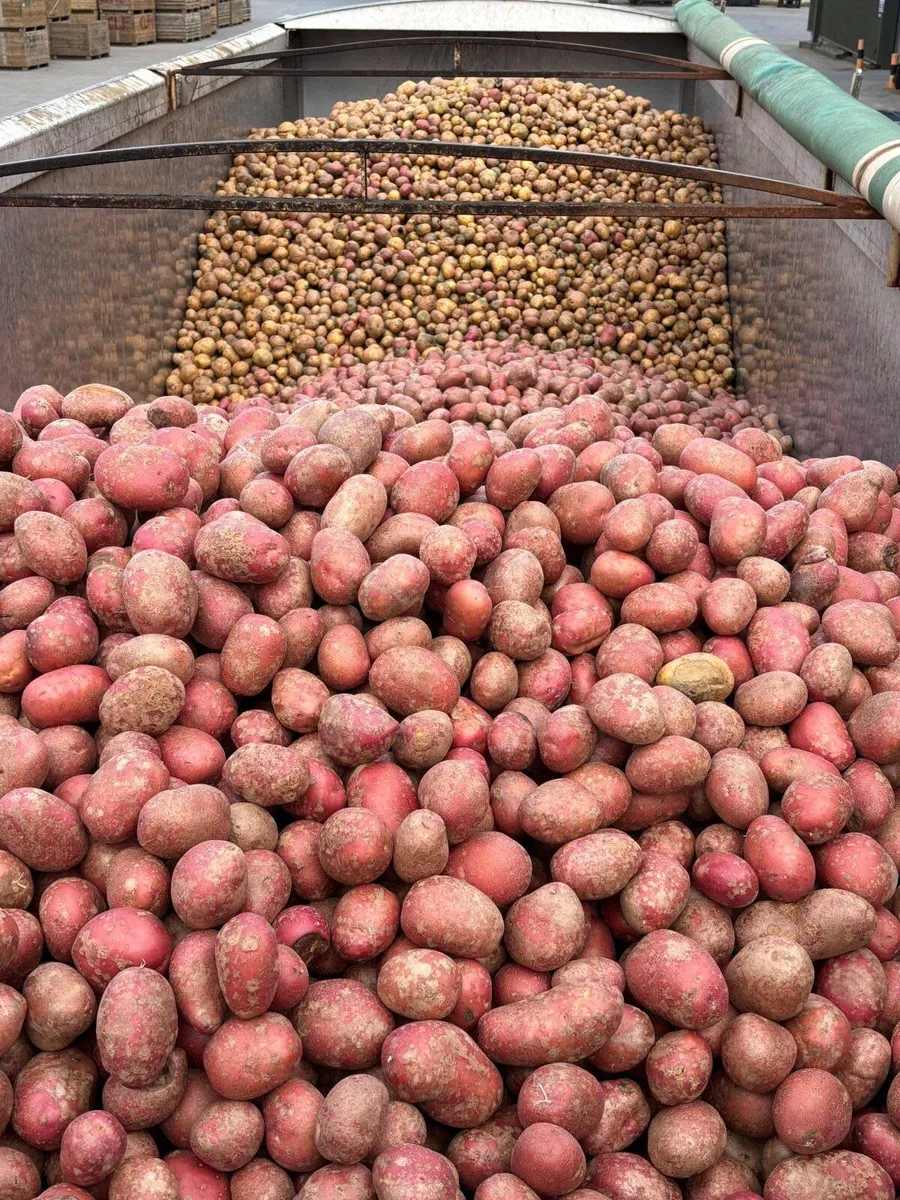 Cattle feed potatoes - Image 1