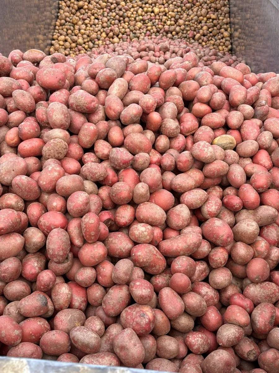Cattle feed potatoes - Image 2