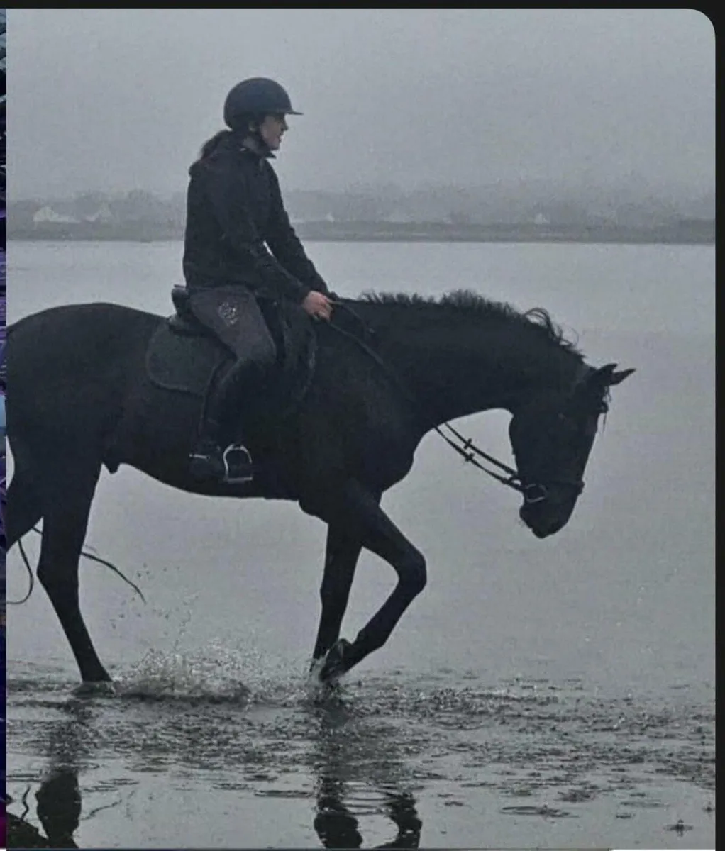 Sports Horse - Image 1