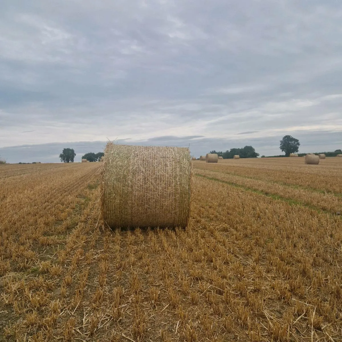 Barley straw - Image 2