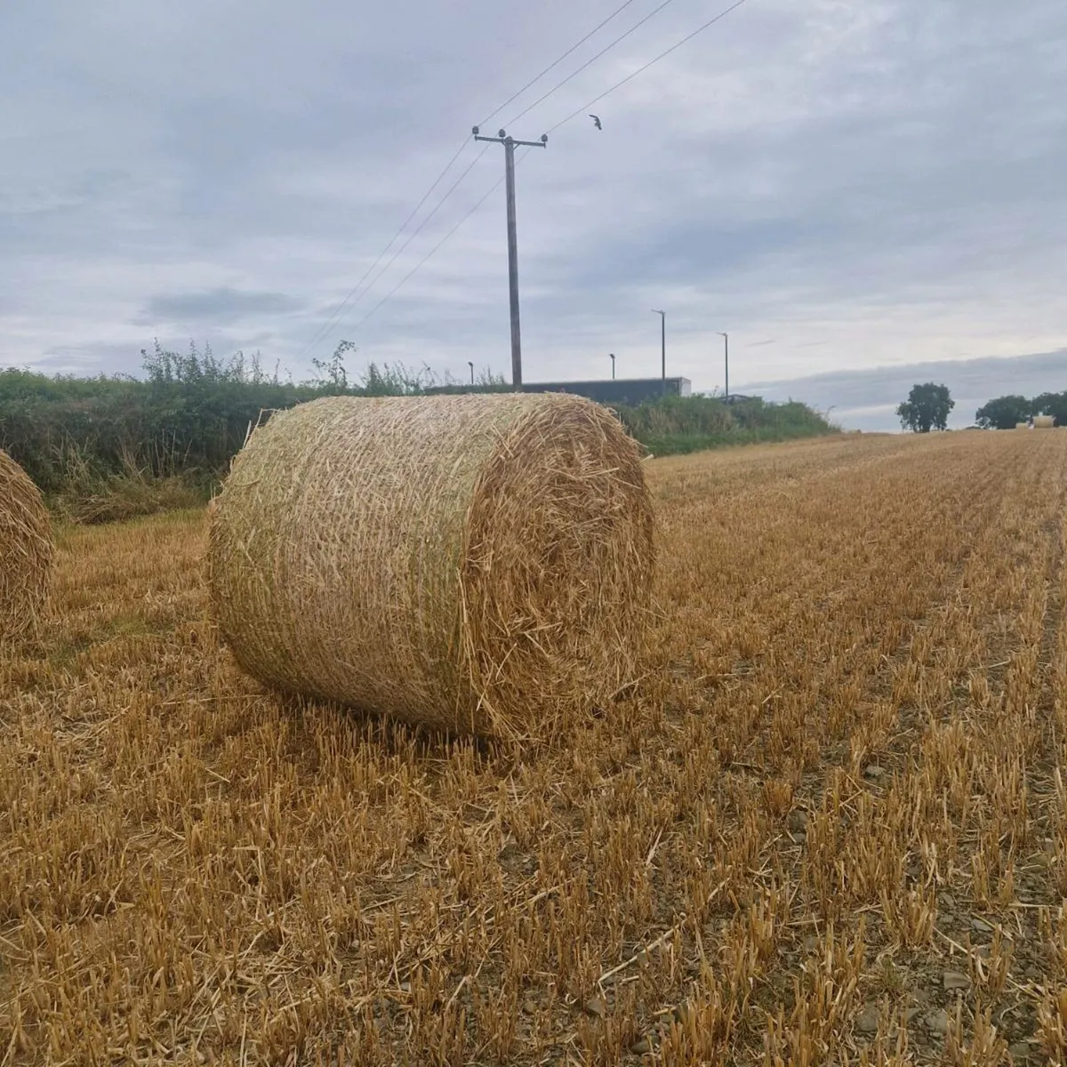 Barley straw - Image 3