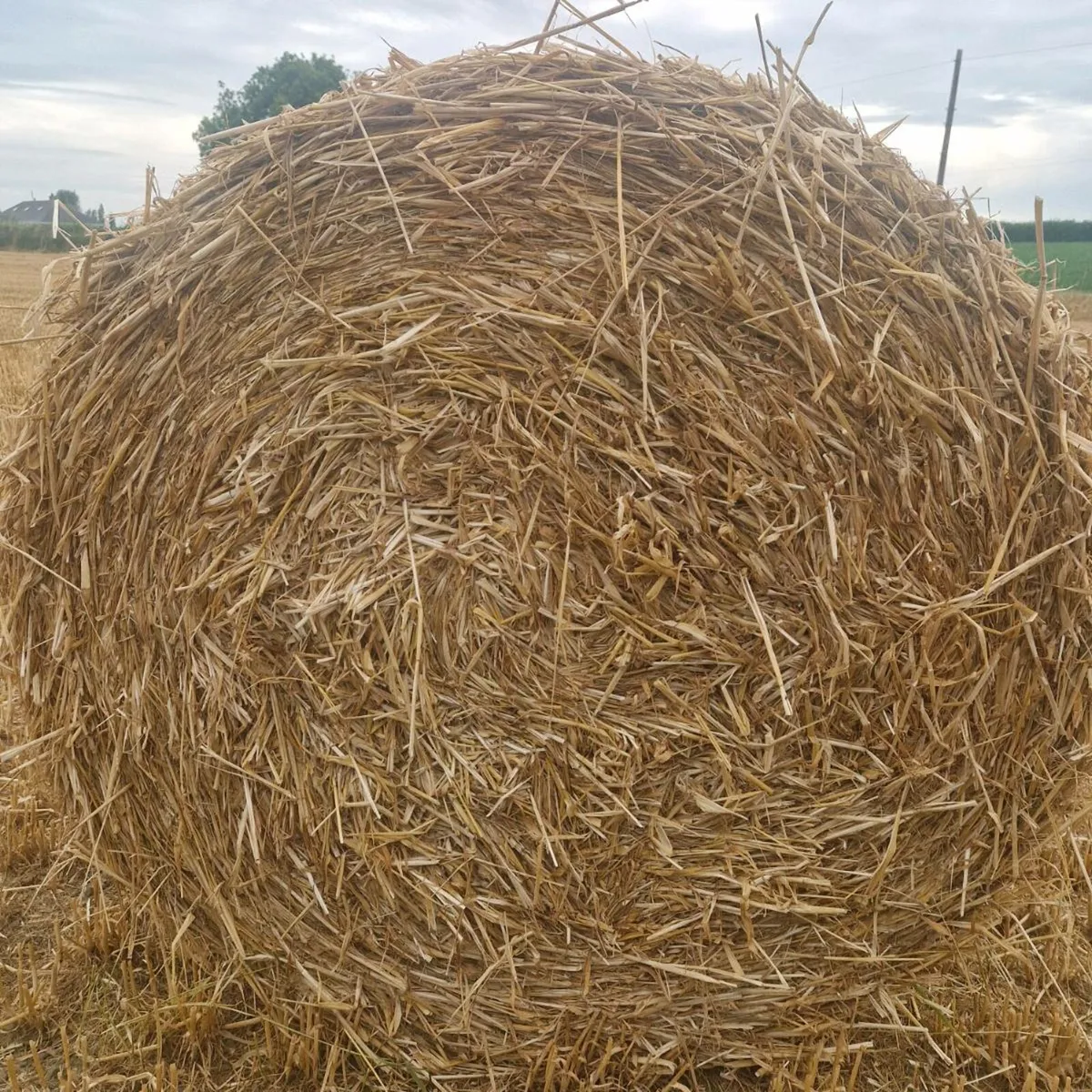 Barley straw - Image 4