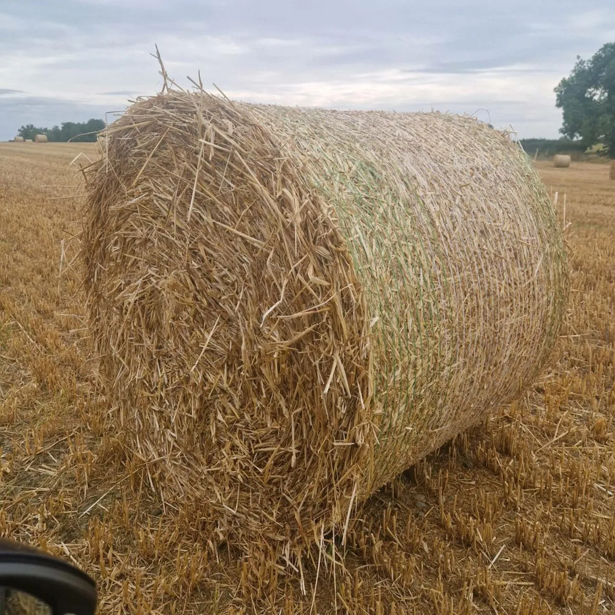 Barley straw - Image 1