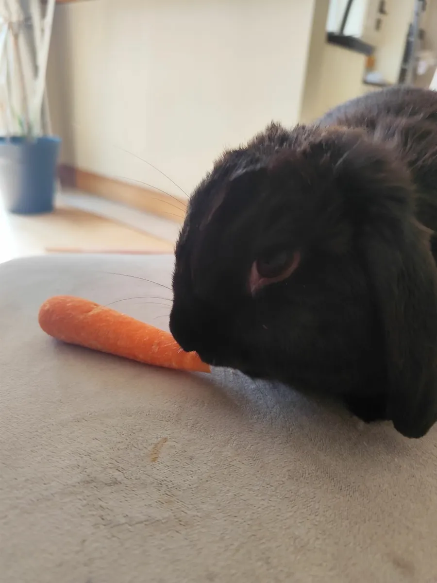 Black mini lop rabbit - Image 1
