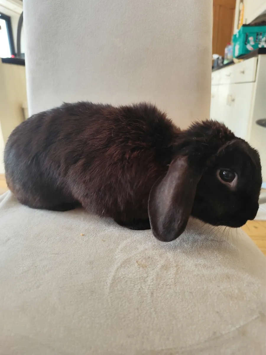 Black mini lop rabbit - Image 2