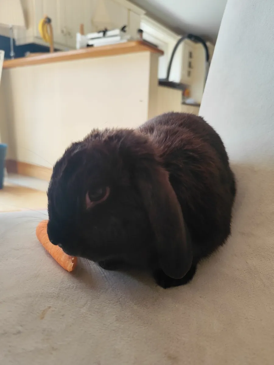 Black mini lop rabbit - Image 3
