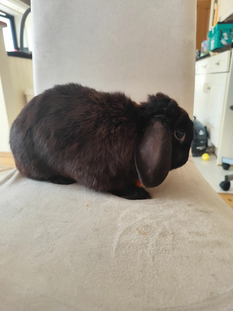 Black mini lop rabbit - Image 4