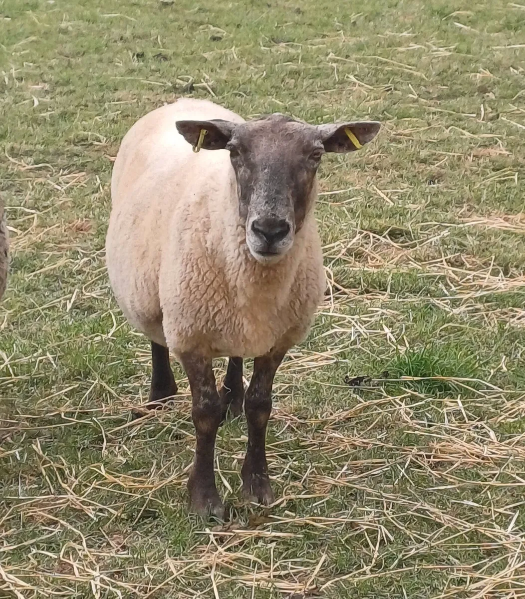 Suffolk X Texel Ewe - Image 1