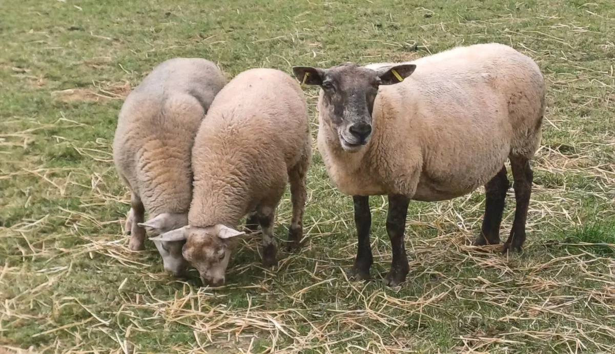 Suffolk X Texel Ewe - Image 2