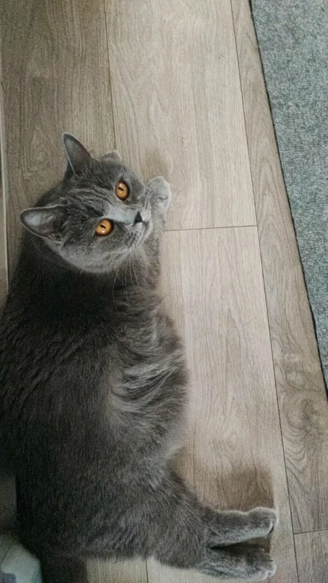British blue short hair - Image 4