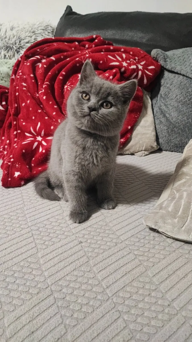 British blue short hair READY to go ♥️ - Image 1