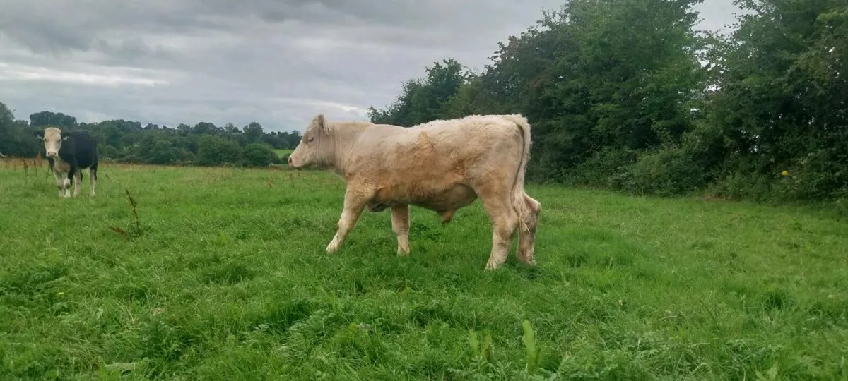 Pedigree Charolais Bull - Image 2