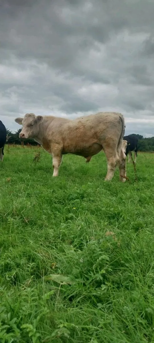 Pedigree Charolais Bull - Image 1