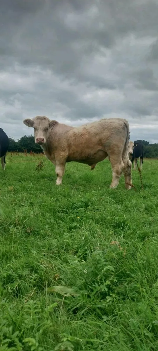 Pedigree Charolais Bull - Image 3