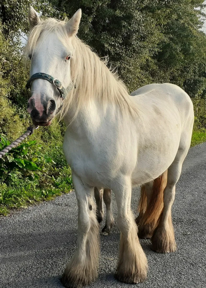 Heavy Grey Cob and Foal - Image 1