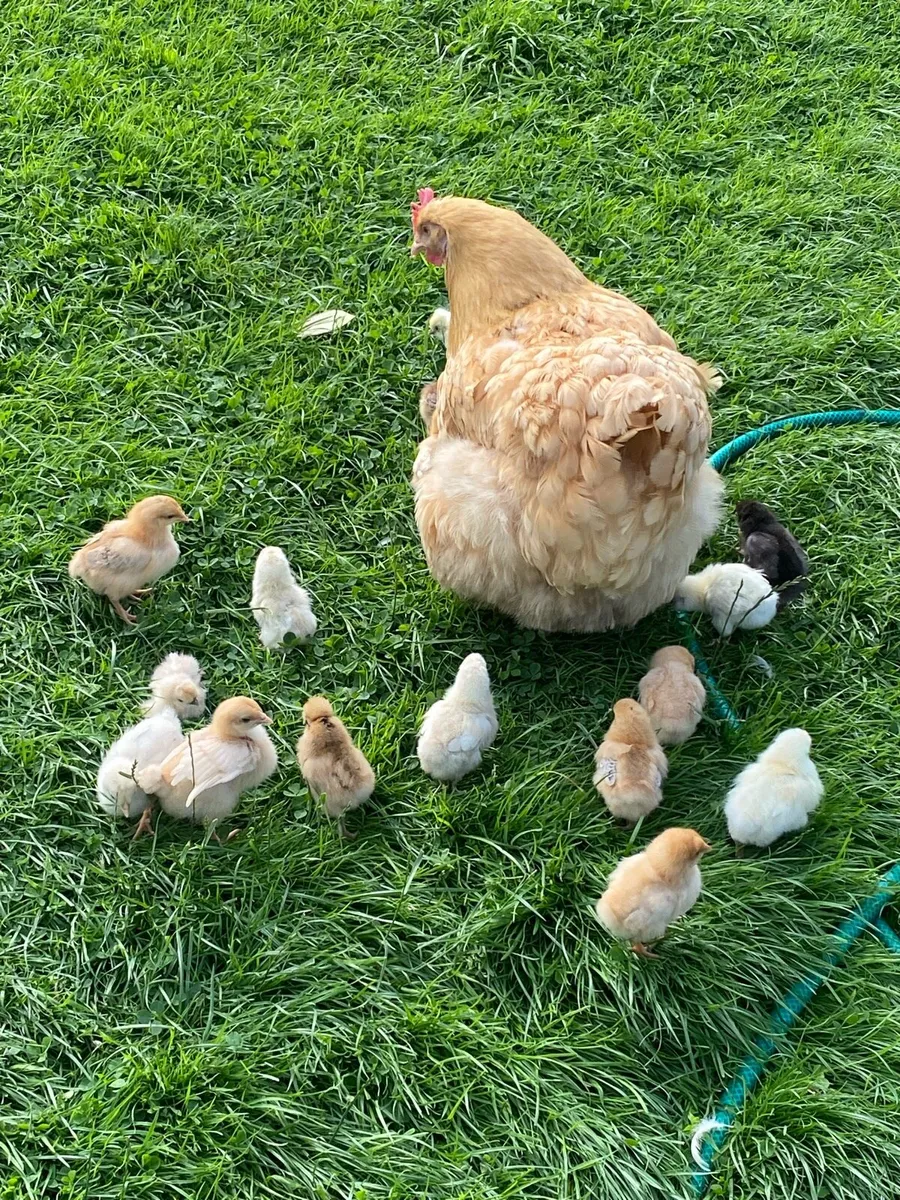 Chickens for sale - Image 1