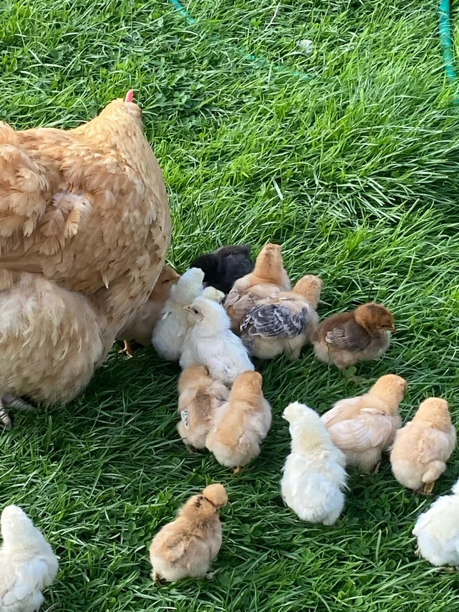 Chickens for sale - Image 2