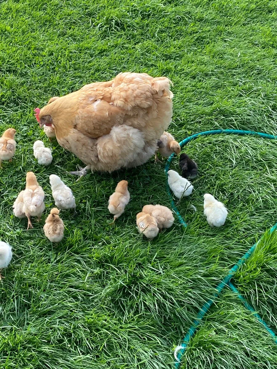 Chickens for sale - Image 3
