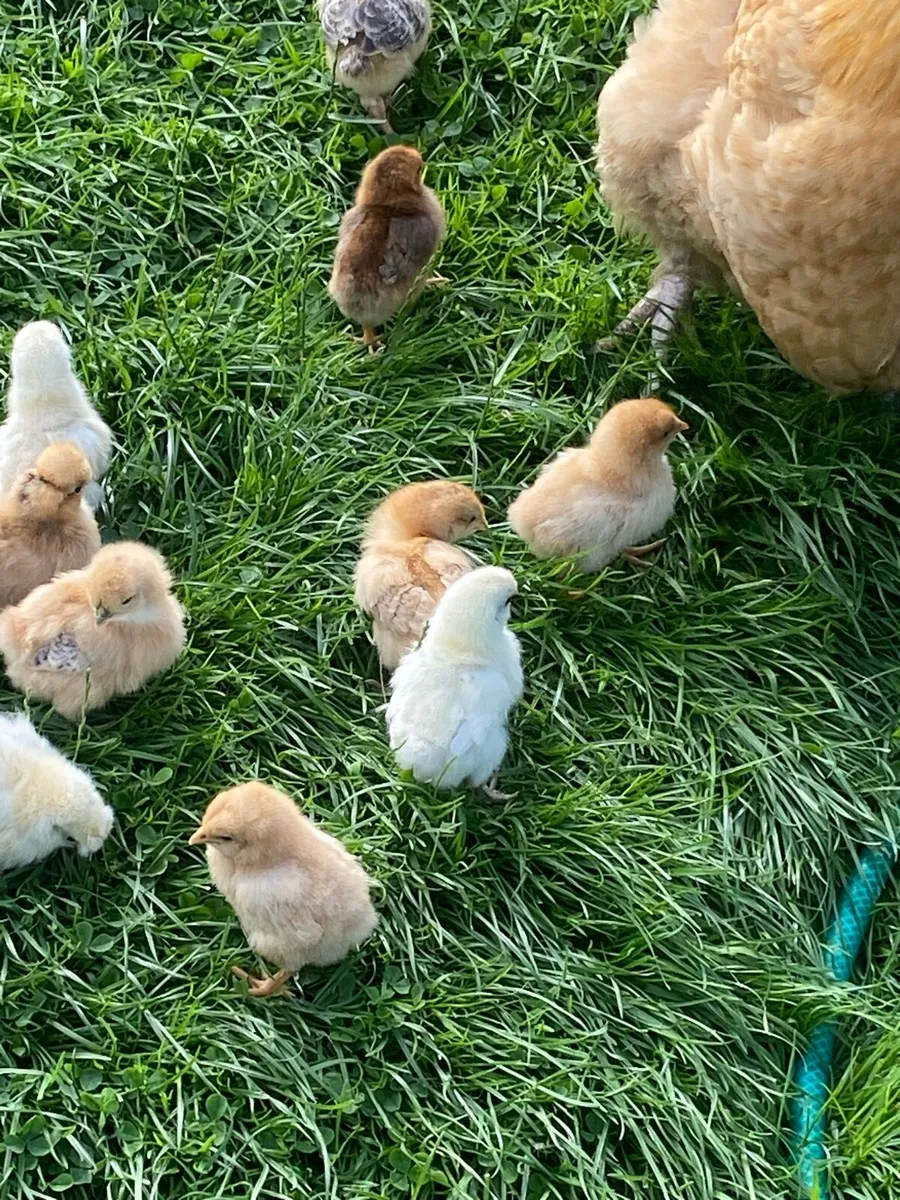 Chickens for sale - Image 4