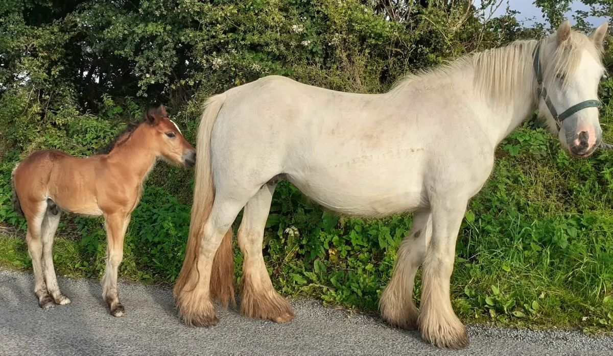 Heavy Grey Cob and Foal - Image 2