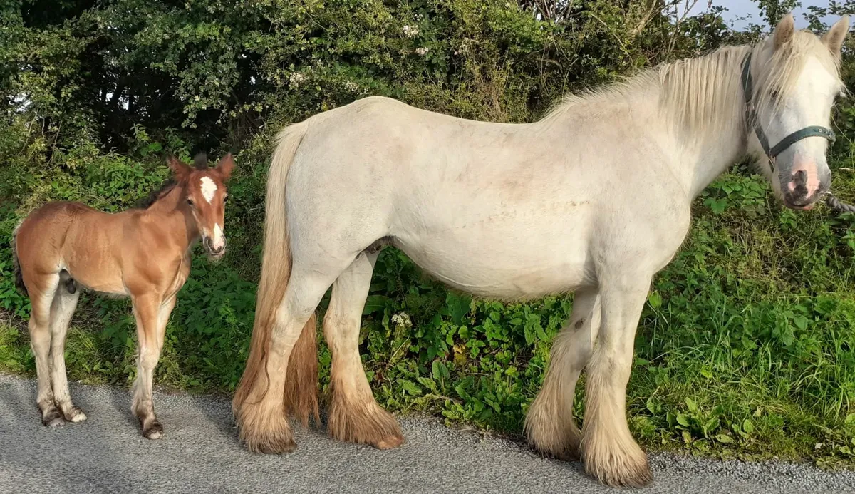 Heavy Grey Cob and Foal - Image 4