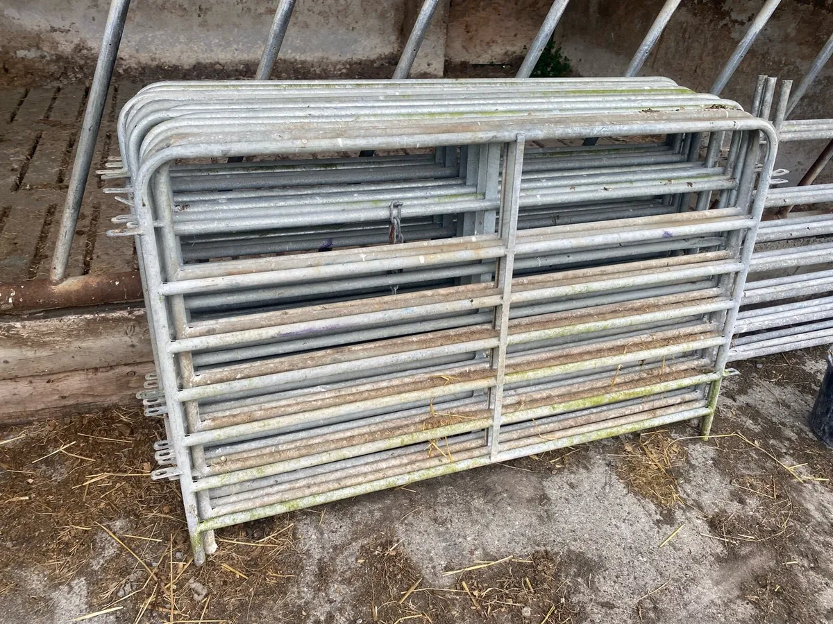 Sheep equipment - Image 1