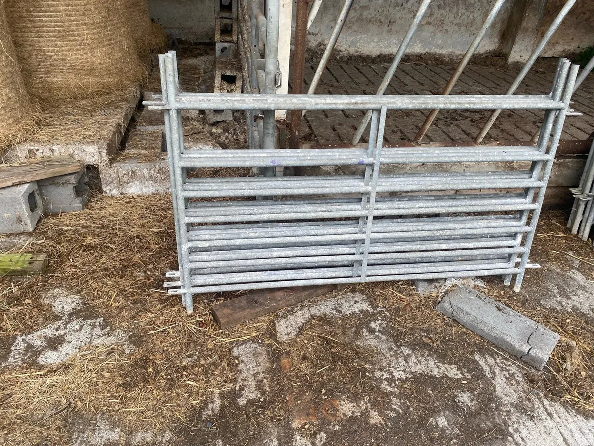 Sheep equipment - Image 2