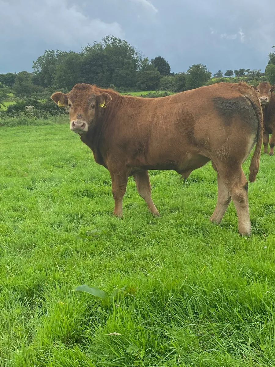 Limousin Bulls - Image 3