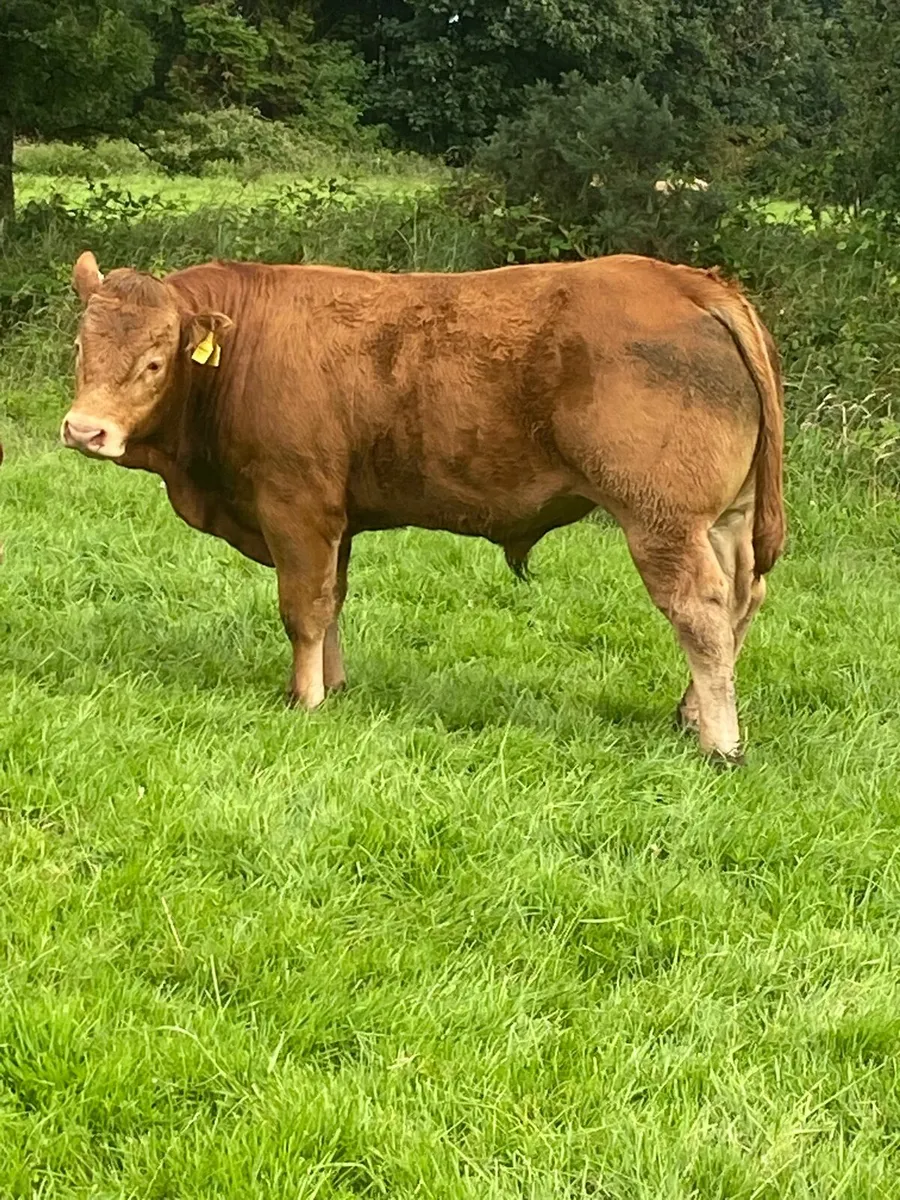 Limousin Bulls - Image 1