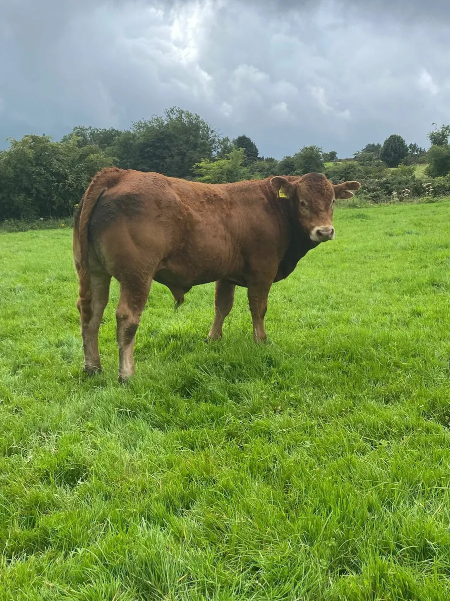 Limousin Bulls - Image 4