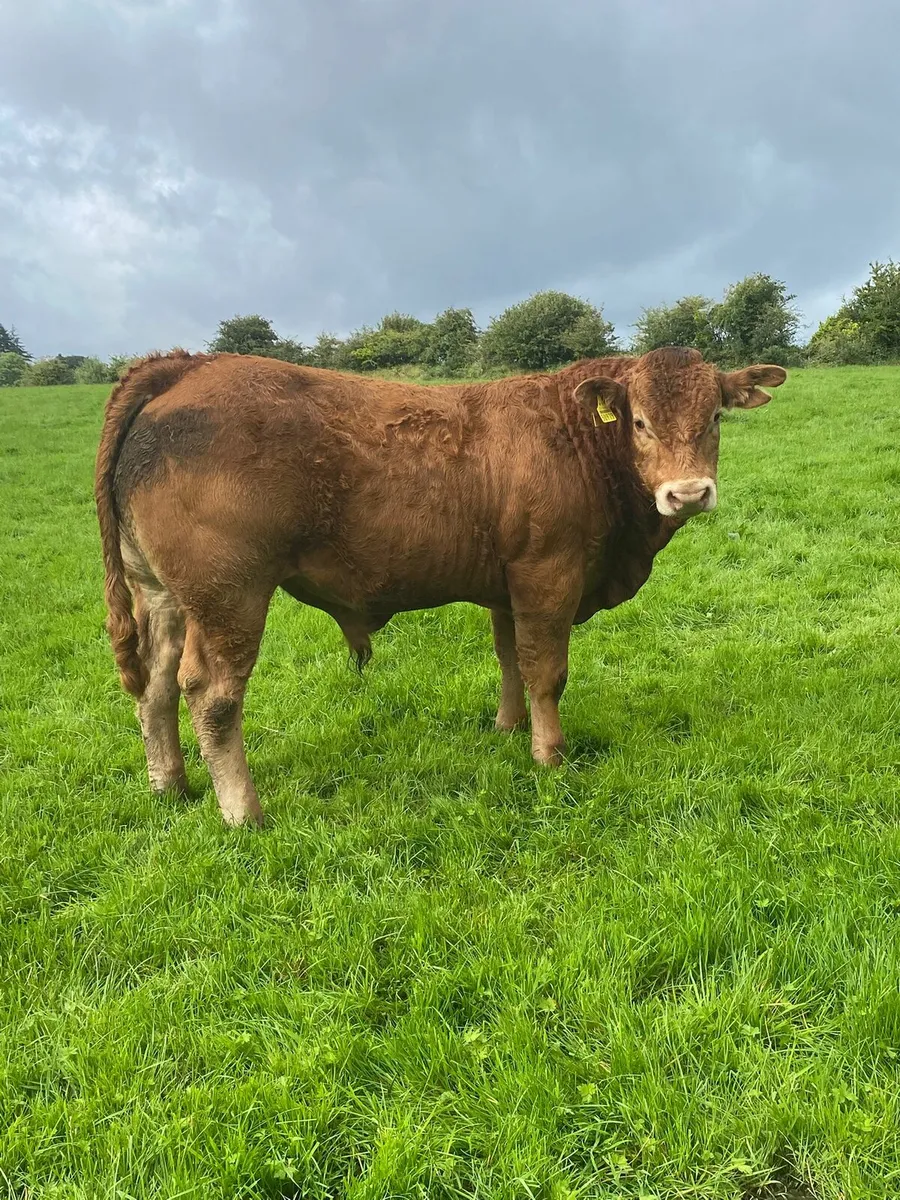Limousin Bulls - Image 2