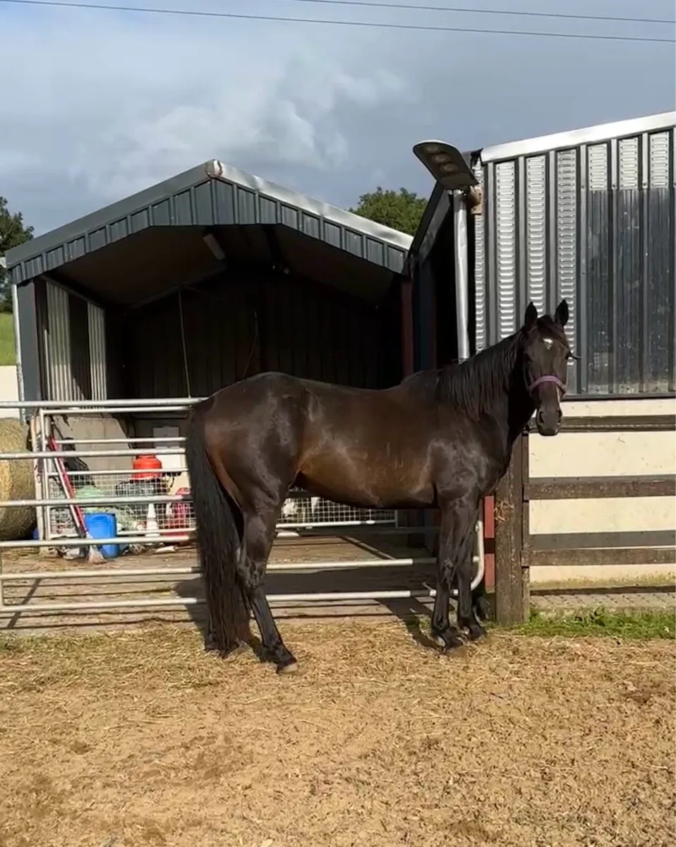 15.2 5 year old gelding - Image 1