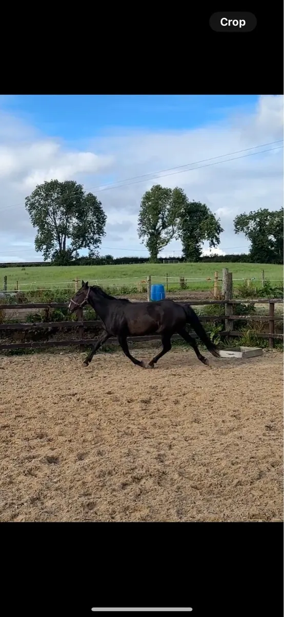 15.2 5 year old gelding - Image 2