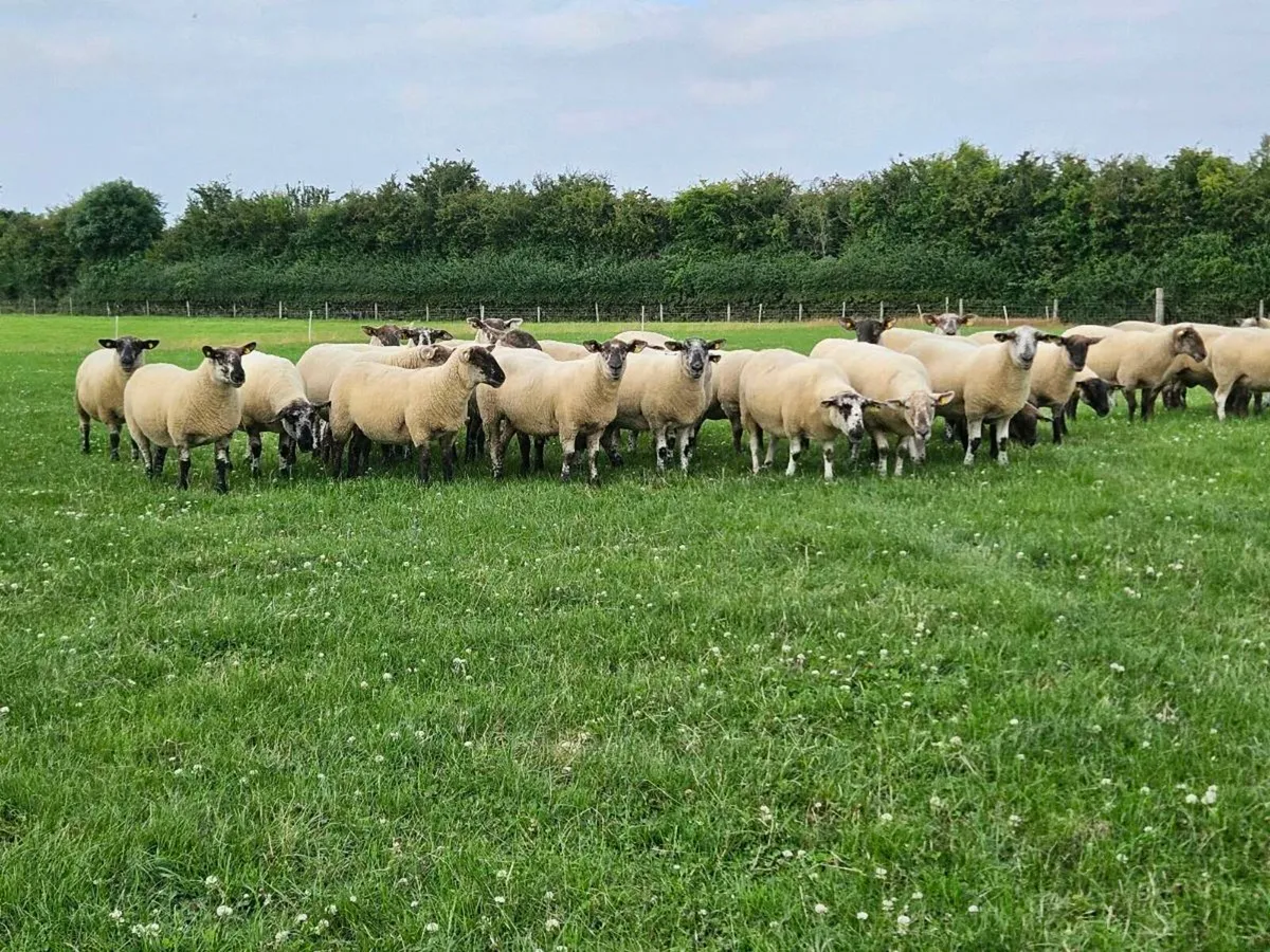 Suffolk Cheviot Cross Hoggots x30 - Image 1