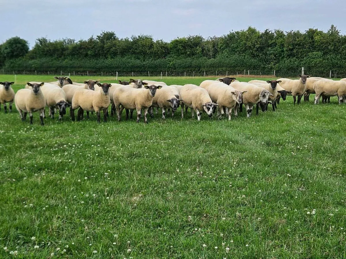 Suffolk Cheviot Cross Hoggots x30 - Image 2