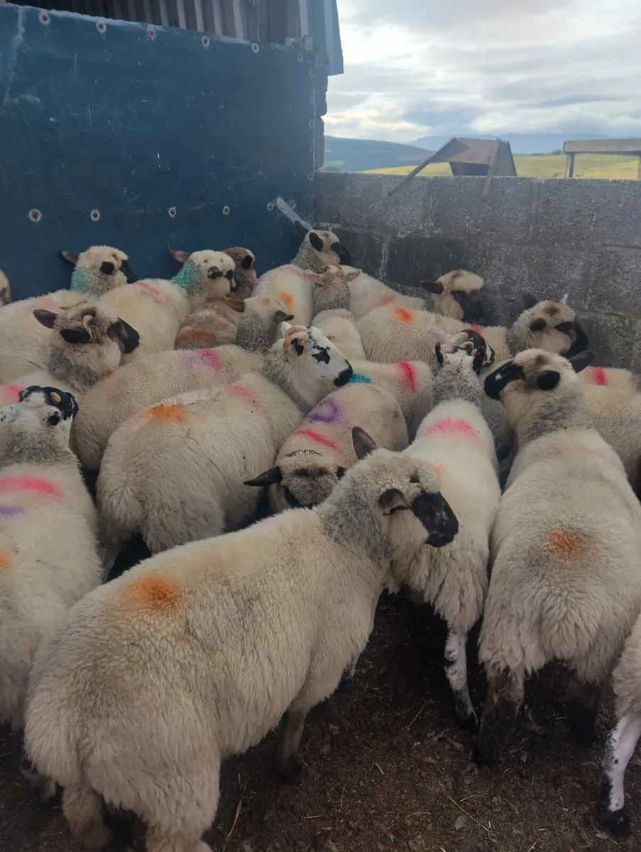 Lambs - Image 1