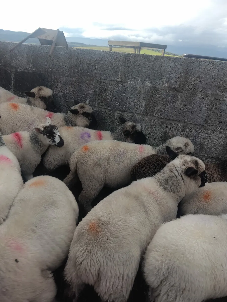 Lambs - Image 2