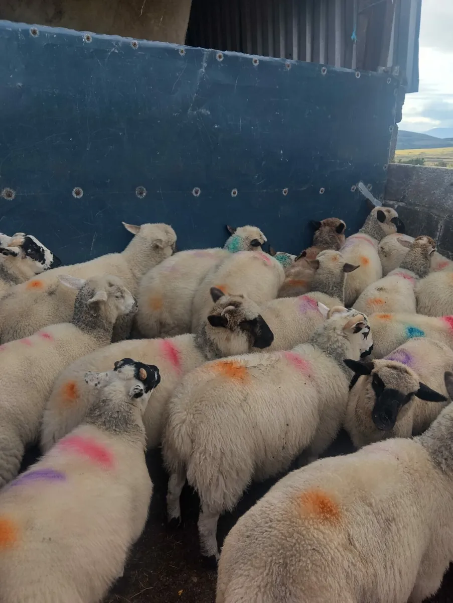 Lambs - Image 3