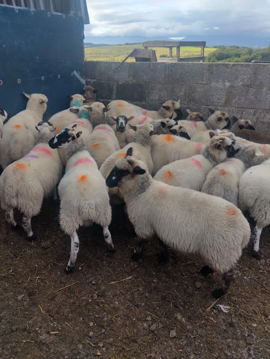 Lambs - Image 4