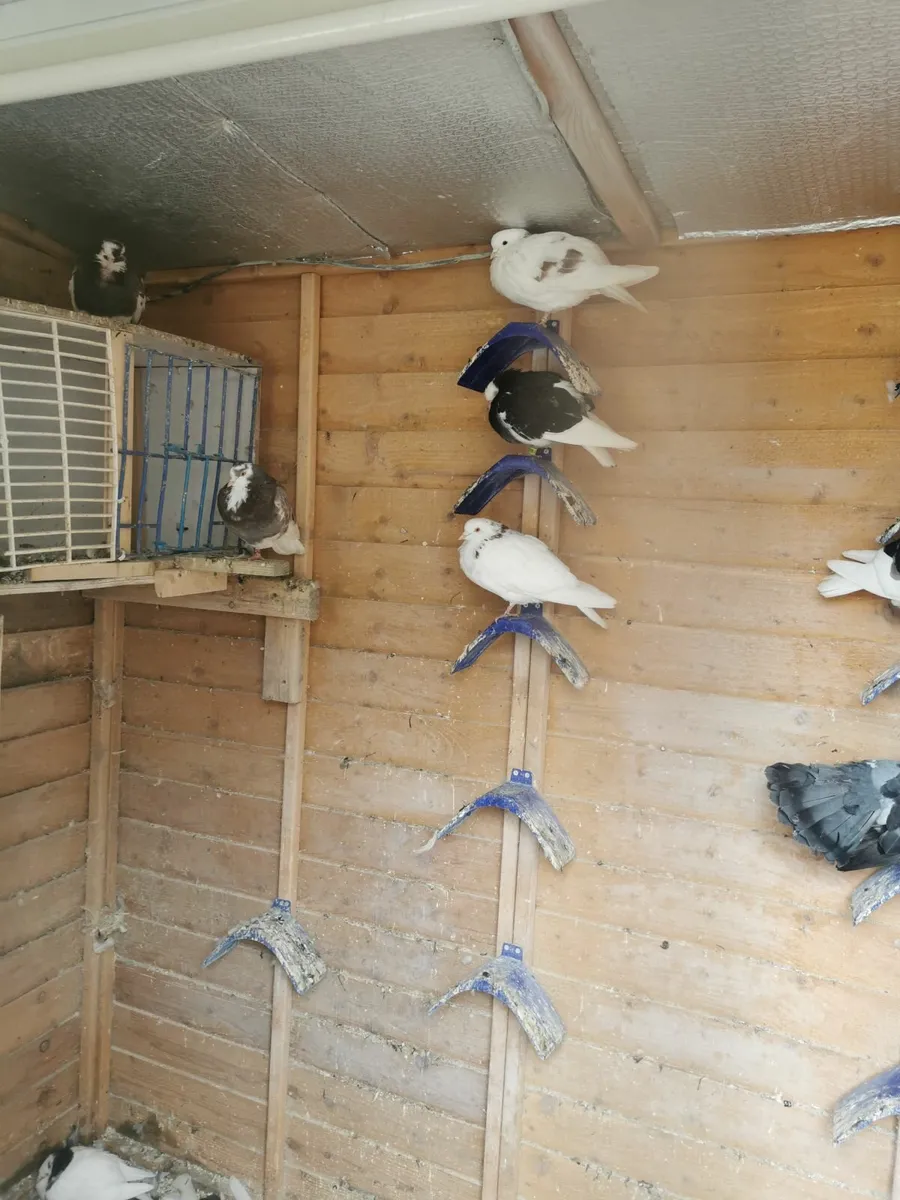 Pigeons - Image 1
