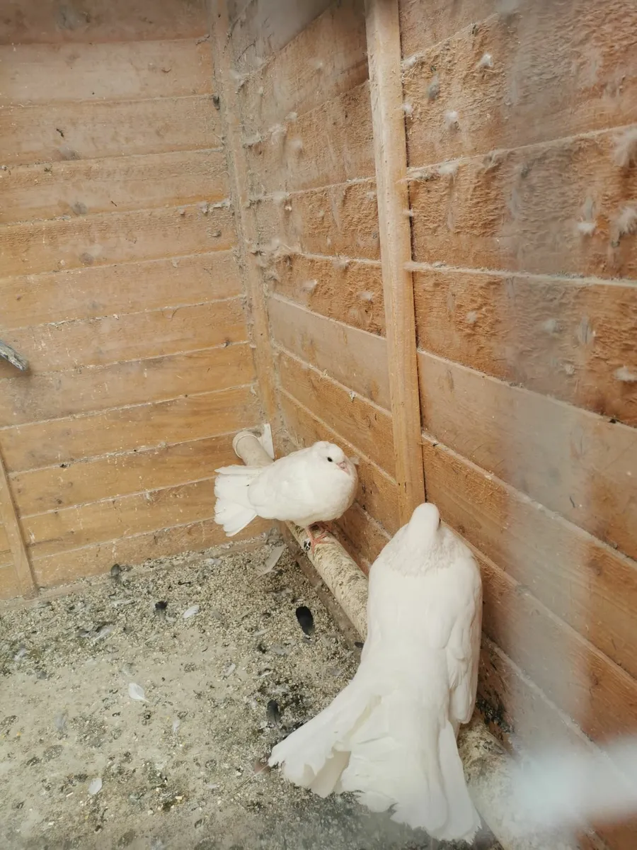 Pigeons - Image 2