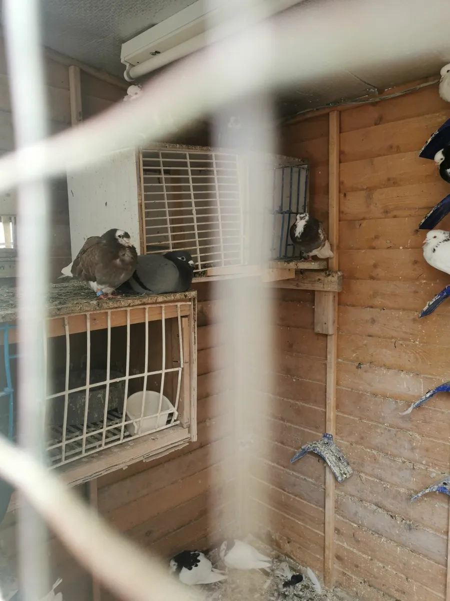 Pigeons - Image 3