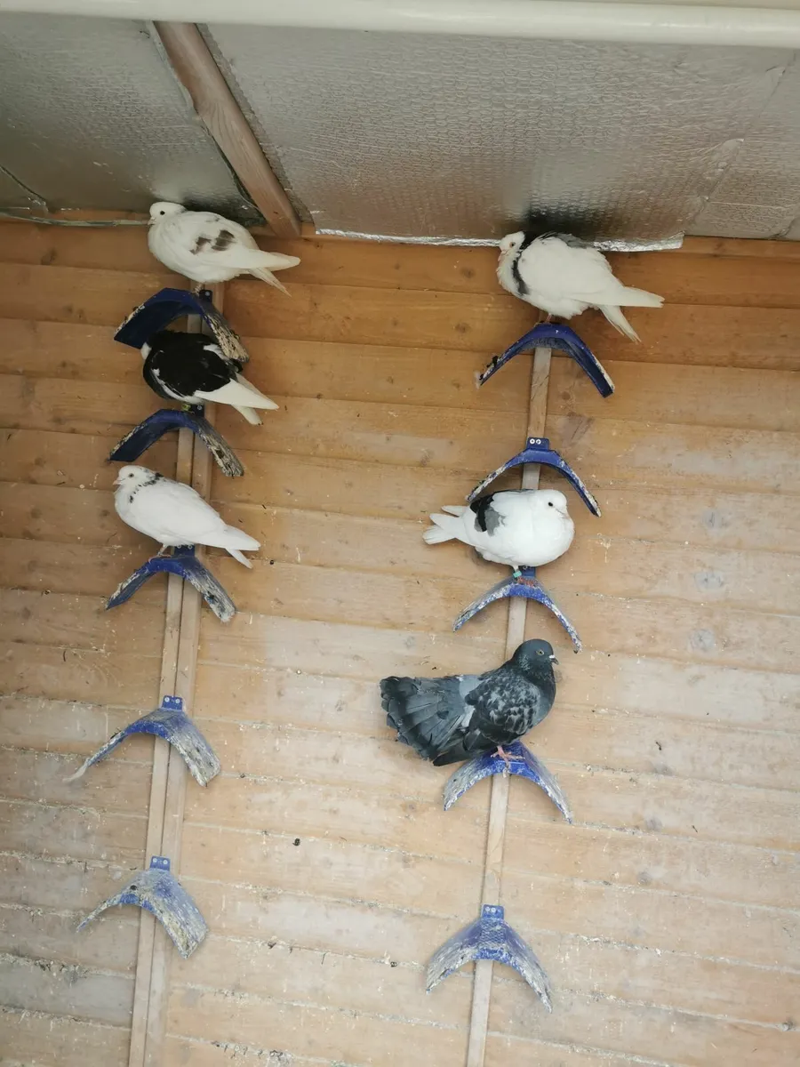Pigeons - Image 4
