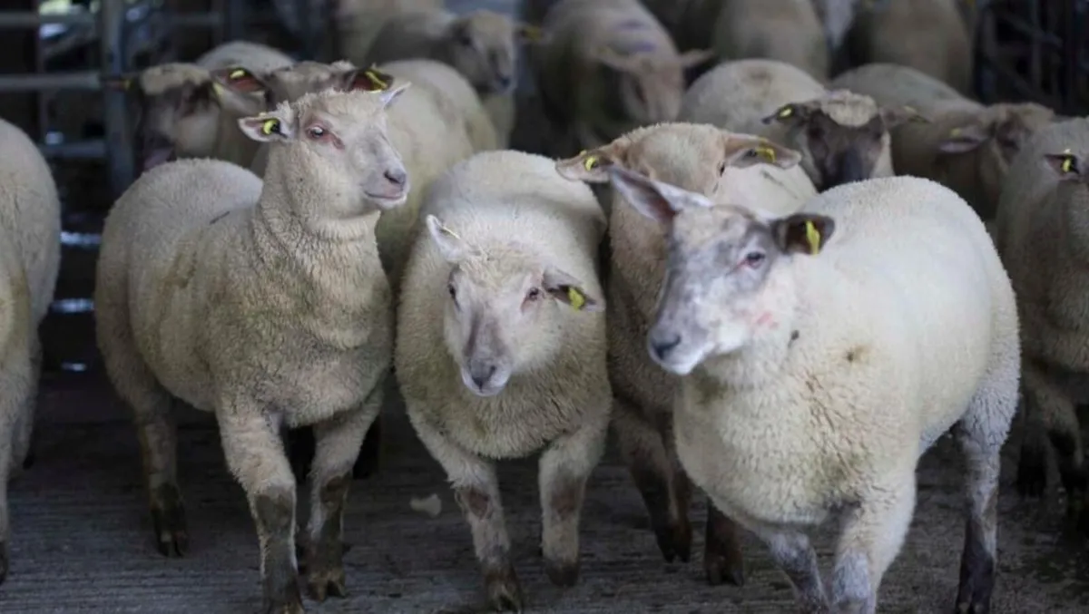 Coolaney sheep sales! - Image 1