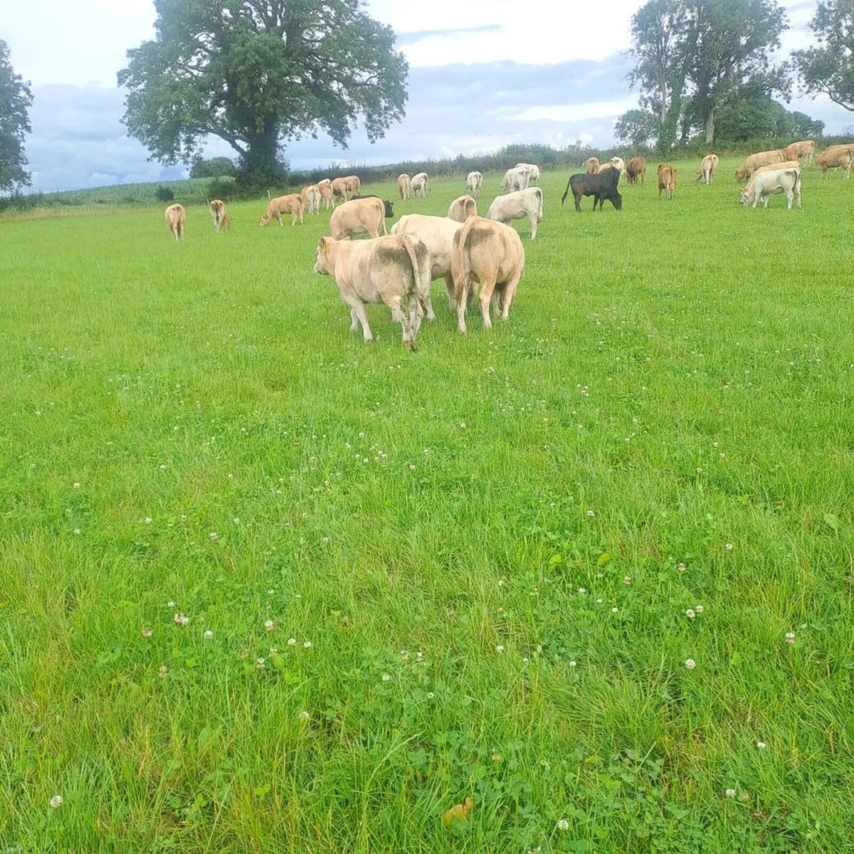 Charolais Hiffers - Image 2