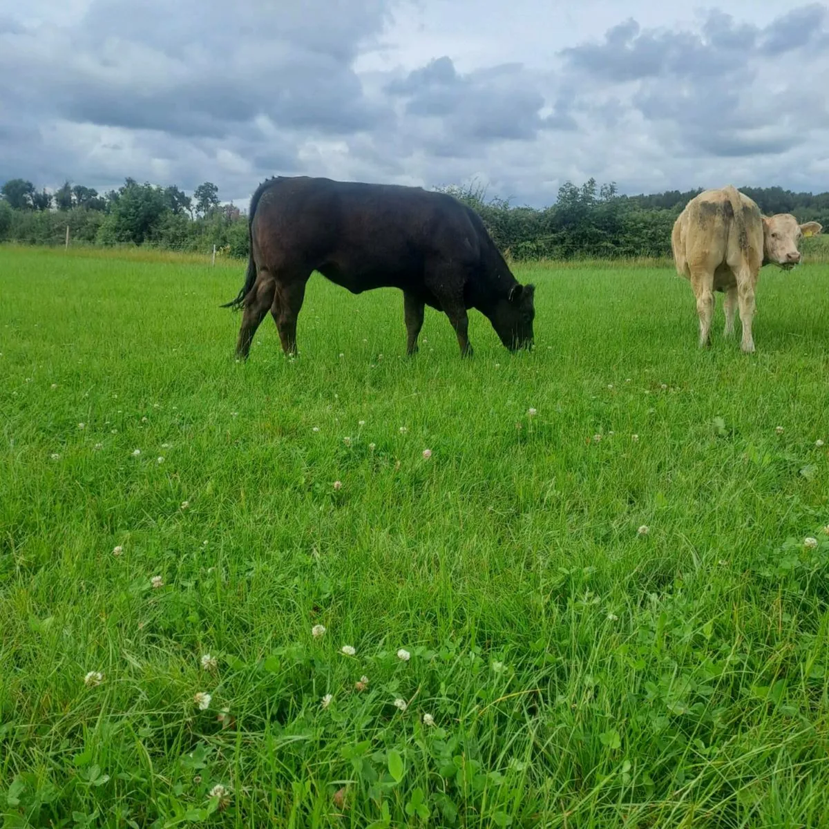 Charolais Hiffers - Image 3