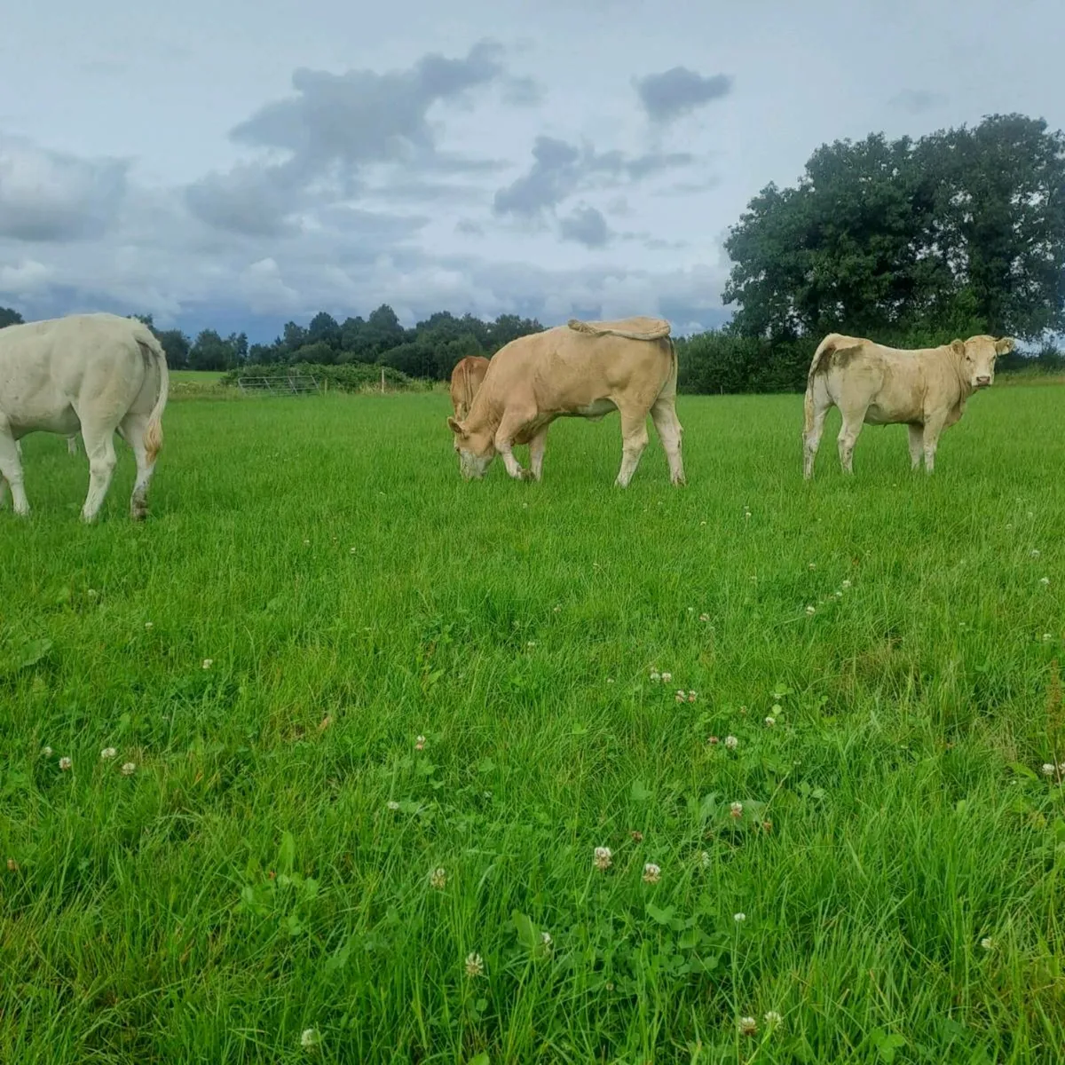 Charolais Hiffers - Image 4