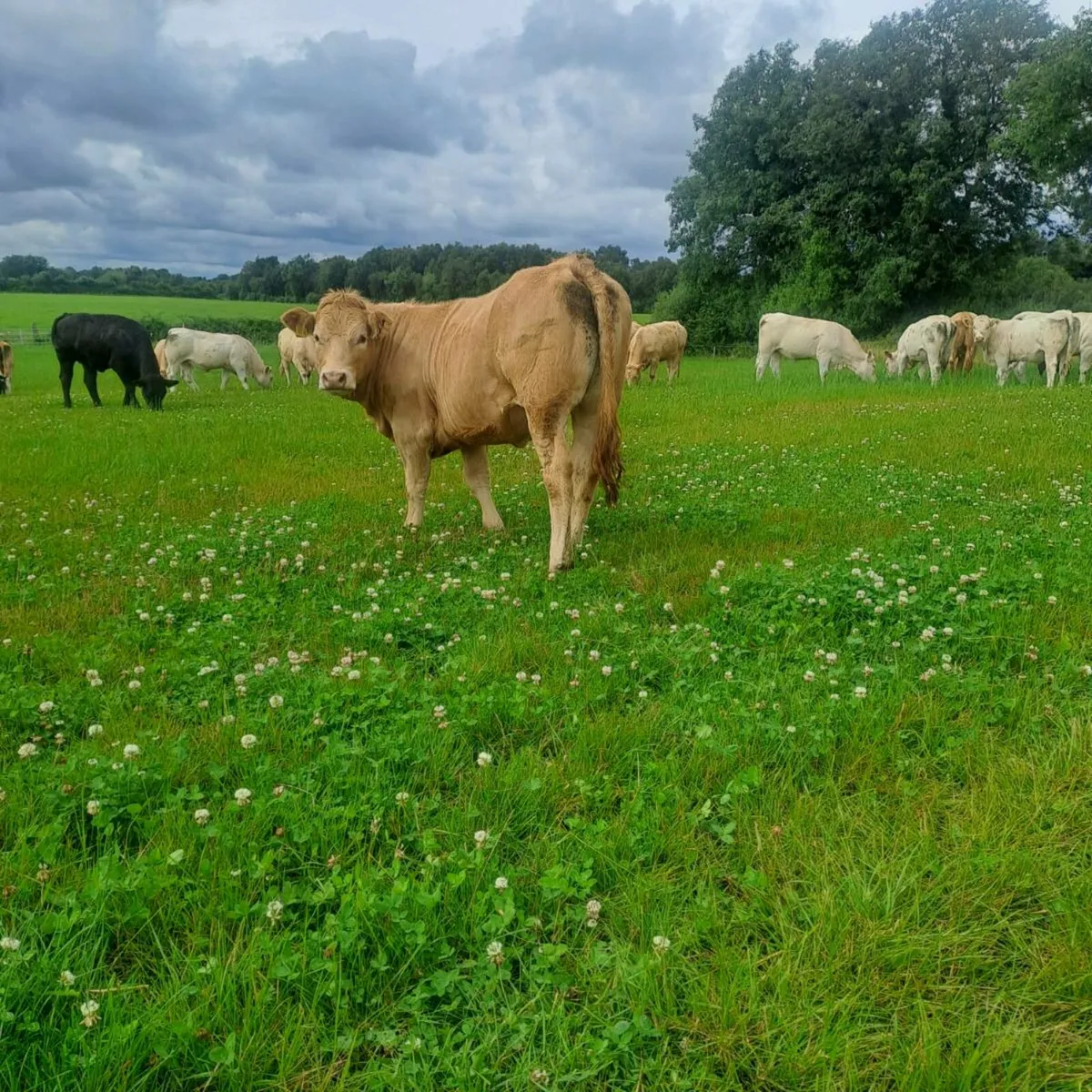 Charolais Hiffers - Image 1